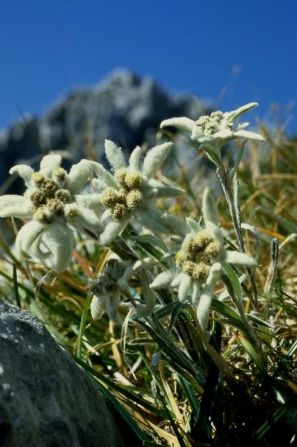 Leontopodium alpinum/ Stella alpina